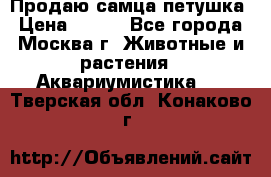 Продаю самца петушка › Цена ­ 700 - Все города, Москва г. Животные и растения » Аквариумистика   . Тверская обл.,Конаково г.